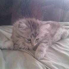 Blanding af racer Trunte