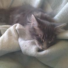 Maine Coon Ashlan (slikke Frandsen)