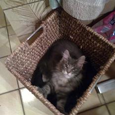 Maine Coon Ashlan (slikke Frandsen)