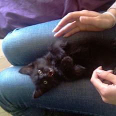 Blanding af racer Piv Piv