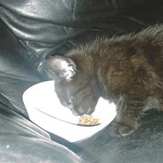 Blanding af racer Piv Piv