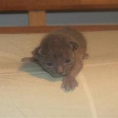 Korat Primprau's Holy Eytukan