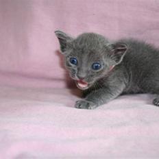 Korat Primprau's Holy Eytukan