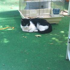 Blanding af racer Heineken