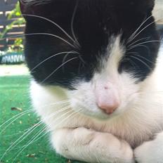 Blanding af racer Heineken