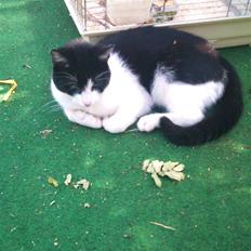 Blanding af racer Heineken