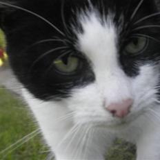 Huskat Brandy - Løbet væk