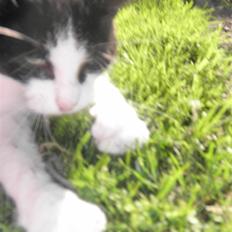 Huskat Brandy - Løbet væk