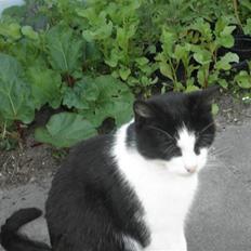 Huskat Brandy - Løbet væk