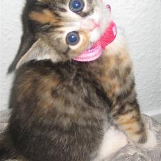 Blanding af racer miw