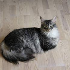 Blanding af racer Krølle