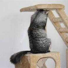 Blanding af racer Krølle