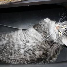 Blanding af racer Krølle