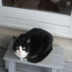 Huskat Kisser*vil altid huskes*