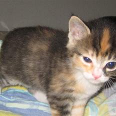 Blanding af racer miw