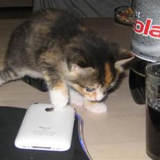 Blanding af racer miw