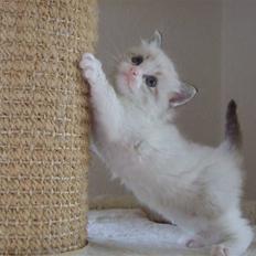 Ragdoll DK Vandoll F. Flashdance