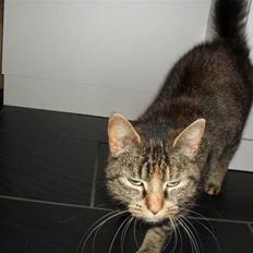 Huskat Molly Mis(SOLGT)