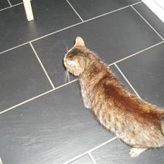 Huskat Molly Mis(SOLGT)