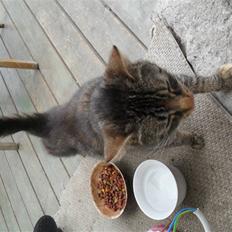 Huskat Molly Mis(SOLGT)