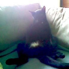 Blanding af racer Murphy