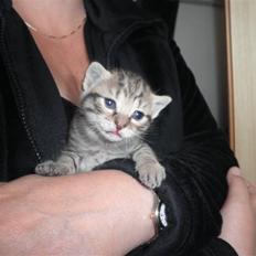 Huskat FredeBo's Mislinn