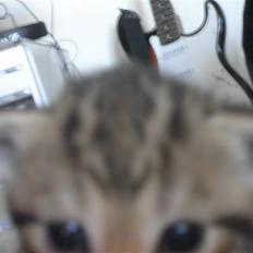 Huskat FredeBo's Mislinn