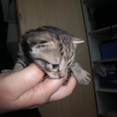 Huskat FredeBo's Mislinn