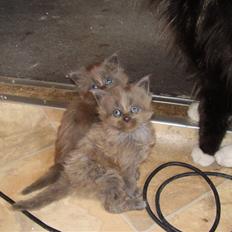 Maine Coon Freja's R.I.P 20.07.10