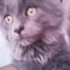 Maine Coon Aslan *Flyttet*