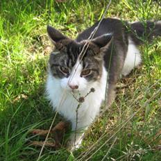 Maine Coon DK Vingsteds Firefly 