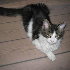 Maine Coon DK Vingsteds Firefly 