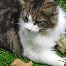 Maine Coon DK Vingsteds DÁngelo