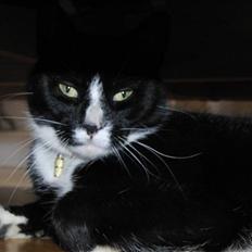 Blanding af racer Beauty