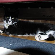 Blanding af racer Beauty