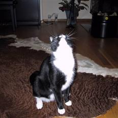 Blanding af racer Beauty