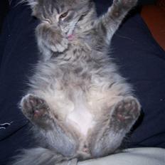 Blanding af racer TRILLE