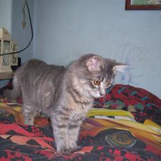 Blanding af racer TRILLE