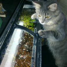 Blanding af racer TRILLE