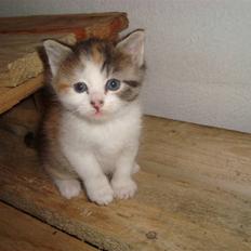 Blanding af racer Tinka *RIP*