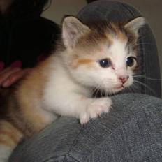 Blanding af racer Tinka *RIP*