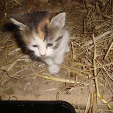 Blanding af racer Tinka *RIP*