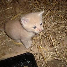 Blanding af racer Balou *RIP*