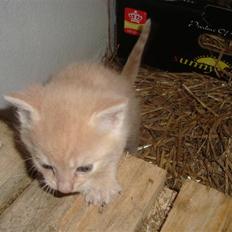 Blanding af racer Balou *RIP*