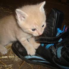 Blanding af racer Balou *RIP*