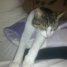 Blanding af racer Darling