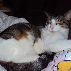 Blanding af racer Darling