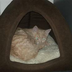 Blanding af racer Bella