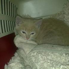 Blanding af racer Bella