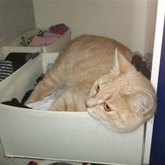 Blanding af racer Bella